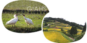 世界農業遺産 GIAHSに認定 世界に認められた佐渡の農業