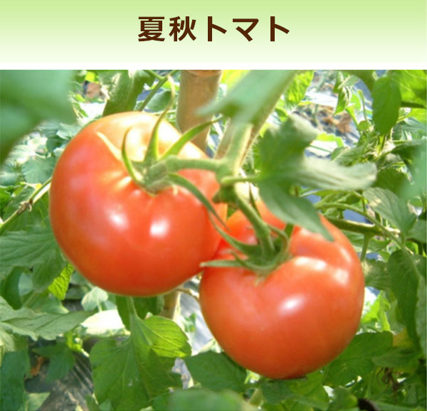 夏秋トマト