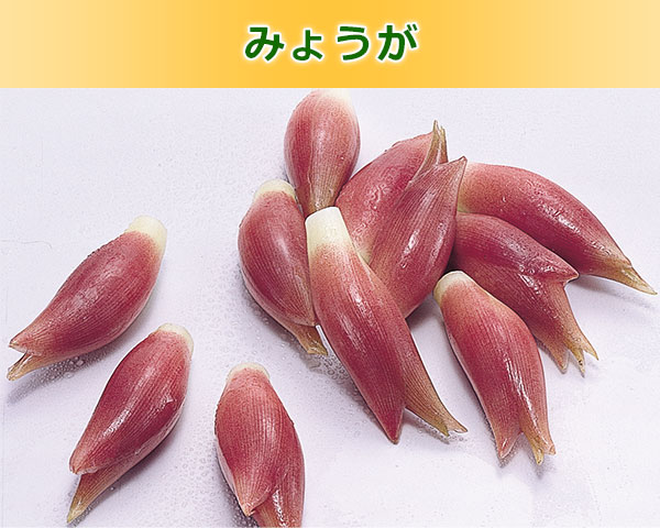 みょうが
